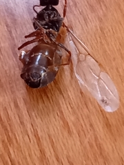 Lasius