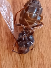 Lasius