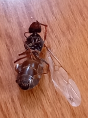 Lasius