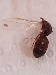 Lasius
