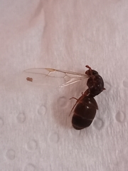 Lasius