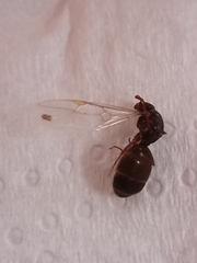 Lasius