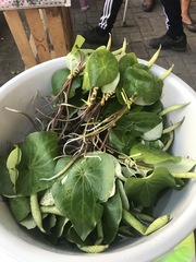Peperomia cavispicata