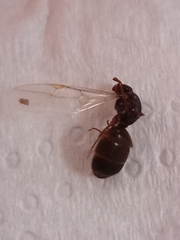 Lasius