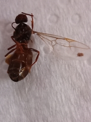 Lasius