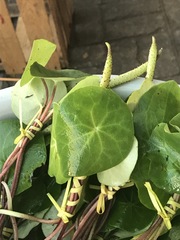 Peperomia cavispicata