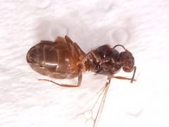 Lasius