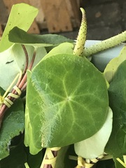 Peperomia cavispicata