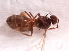 Lasius