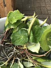 Peperomia cavispicata