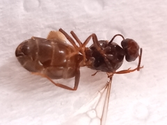 Lasius