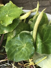 Peperomia cavispicata