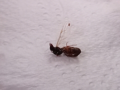 Lasius