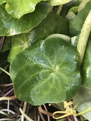 Peperomia cavispicata