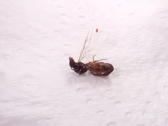 Lasius