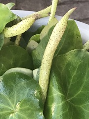 Peperomia cavispicata