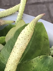 Peperomia cavispicata