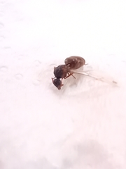 Lasius