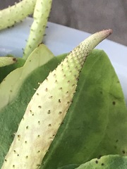 Peperomia cavispicata
