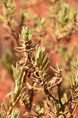 Eremophila bowmanii