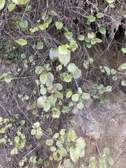 Muehlenbeckia australis