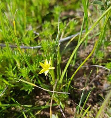Pauridia glabella glabella