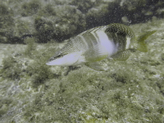 Serranus papilionaceus