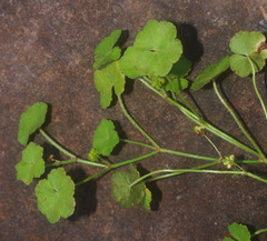 Hydrocotyle robusta
