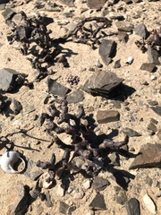 Pelargonium crassicaule