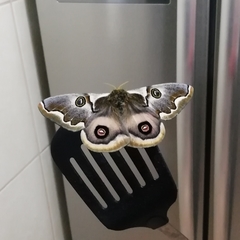 Polythysana cinerascens