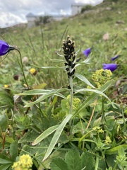 Omalotheca norvegica