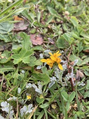 Jacobaea incana