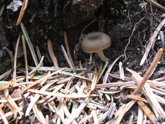 Entoloma undulatellum