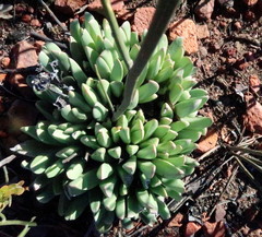 Machairophyllum albidum