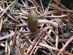 Entoloma undulatellum