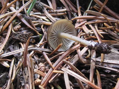 Entoloma undulatellum