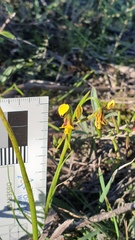 Diuris palustris