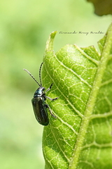 Alticina