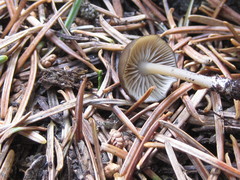 Entoloma undulatellum