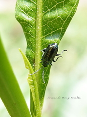 Alticina