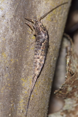 Nesomachilis
