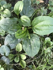 Plantago