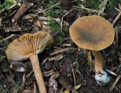 Lactarius occidentalis
