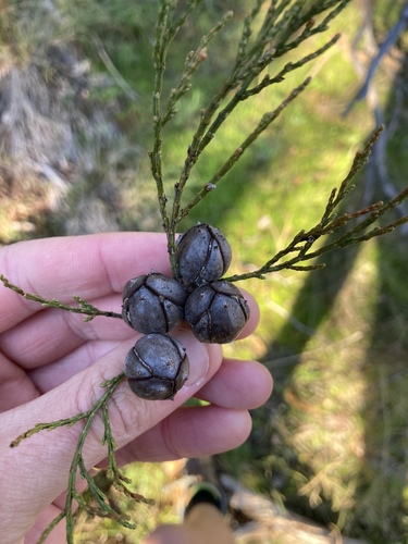 Callitris endlicheri