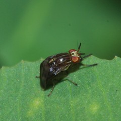 Steganopsis melanogaster