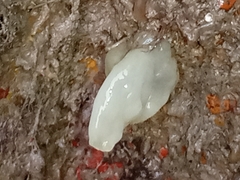Ciona intestinalis