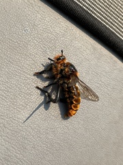 Laphria asackeni