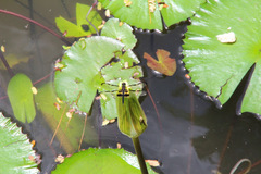 Rhyothemis phyllis
