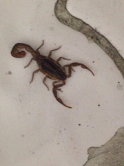 Centruroides limpidus