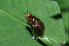 Steganopsis melanogaster